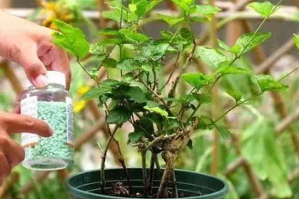 木槿花能不能用硫酸亚铁，使用时要掌握正确的比例浓度