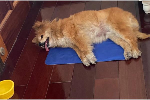 狗狗有什么常见的意外事故,骨折、割伤、烫伤都很常见