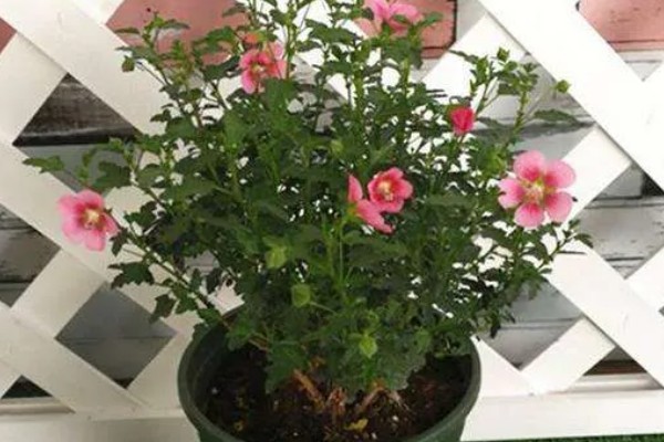 木槿花能不能用硫酸亚铁，使用时要掌握正确的比例浓度