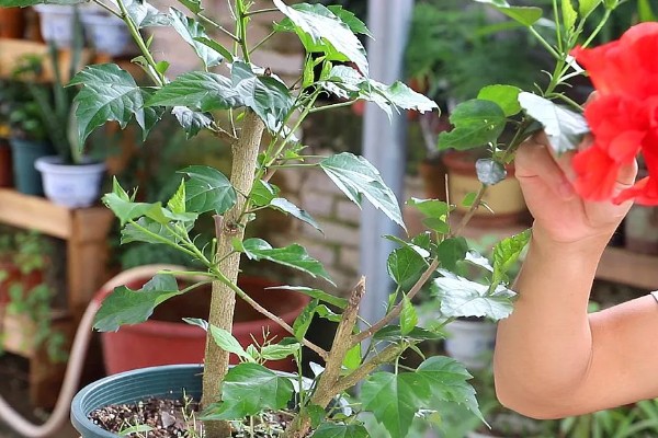 木槿花能不能用硫酸亚铁，使用时要掌握正确的比例浓度
