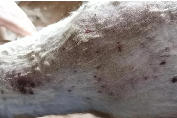 狗狗有什么常见的意外事故,骨折、割伤、烫伤都很常见