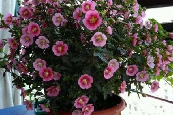 木槿花能不能用硫酸亚铁，使用时要掌握正确的比例浓度