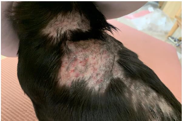 狗狗有什么常见的意外事故,骨折、割伤、烫伤都很常见