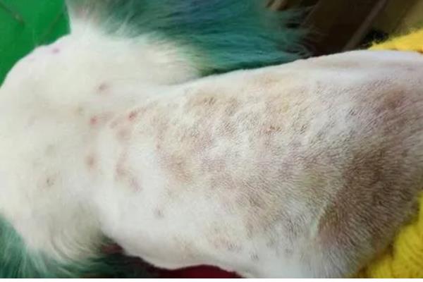 狗狗有什么常见的意外事故,骨折、割伤、烫伤都很常见