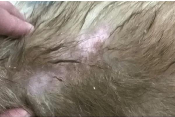 狗狗有什么常见的意外事故,骨折、割伤、烫伤都很常见