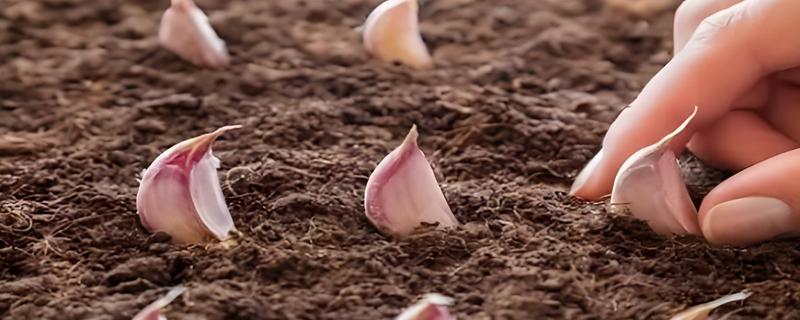 种植蒜瓣要不要剥皮，剥皮后会导致发芽率下降