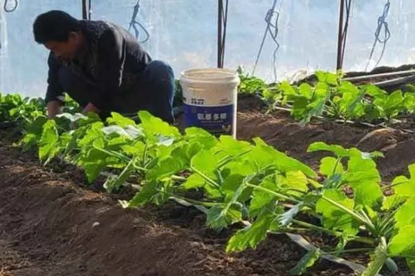 绿色蔬菜怎么选肥用肥，可选择农家肥、生物菌肥等