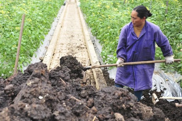 绿色蔬菜怎么选肥用肥，可选择农家肥、生物菌肥等