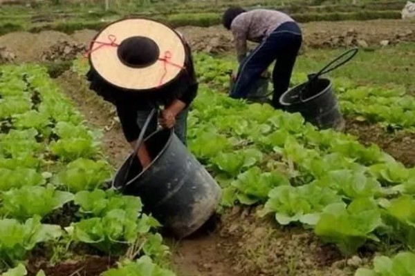 绿色蔬菜怎么选肥用肥，可选择农家肥、生物菌肥等