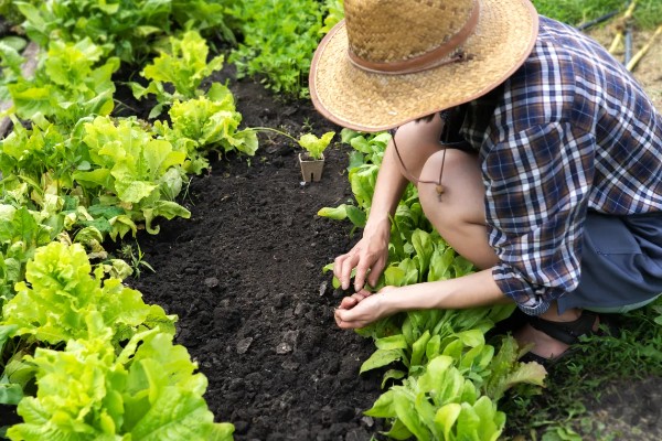 绿色蔬菜怎么选肥用肥，可选择农家肥、生物菌肥等