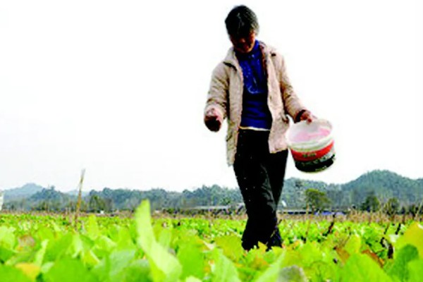 绿色蔬菜怎么选肥用肥，可选择农家肥、生物菌肥等