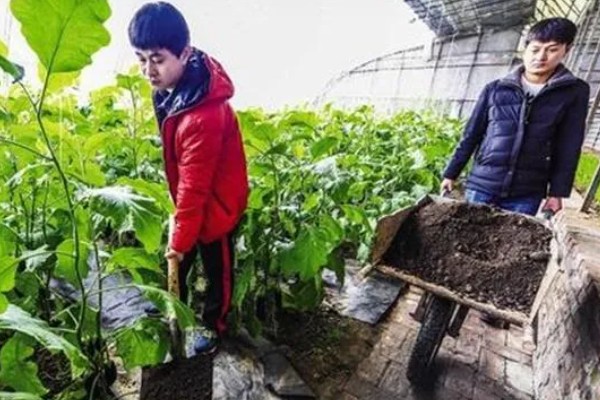 绿色蔬菜怎么选肥用肥，可选择农家肥、生物菌肥等