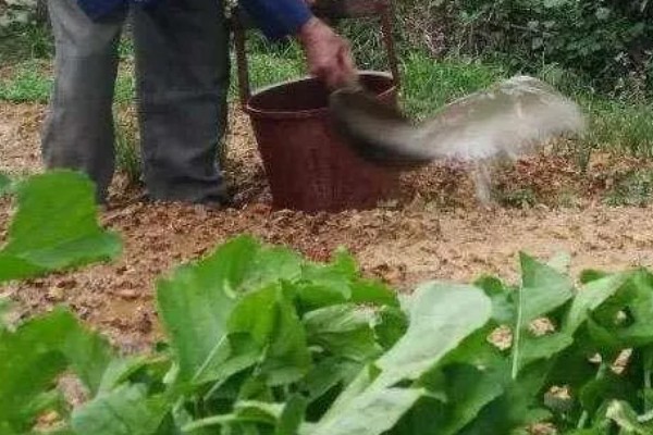 绿色蔬菜怎么选肥用肥，可选择农家肥、生物菌肥等