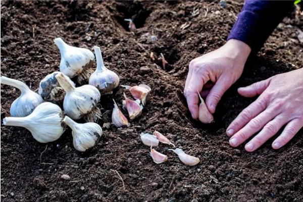 种植蒜瓣要不要剥皮，剥皮后会导致发芽率下降
