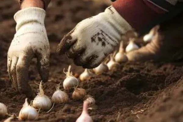 种植蒜瓣要不要剥皮，剥皮后会导致发芽率下降