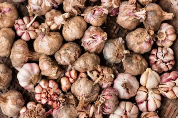 种植蒜瓣要不要剥皮，剥皮后会导致发芽率下降