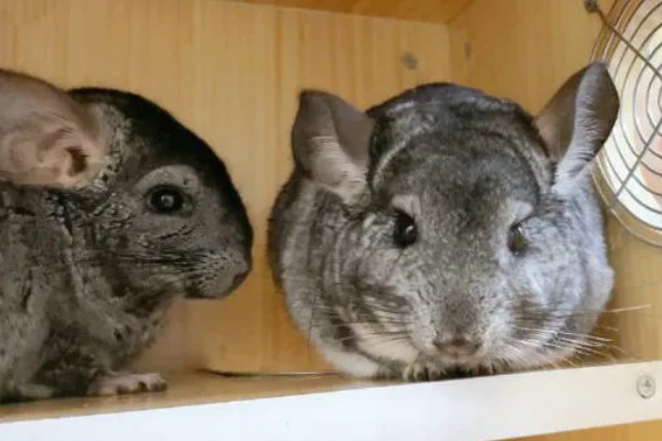 挑选龙猫的参考标准，建议选购4-6个月龄的