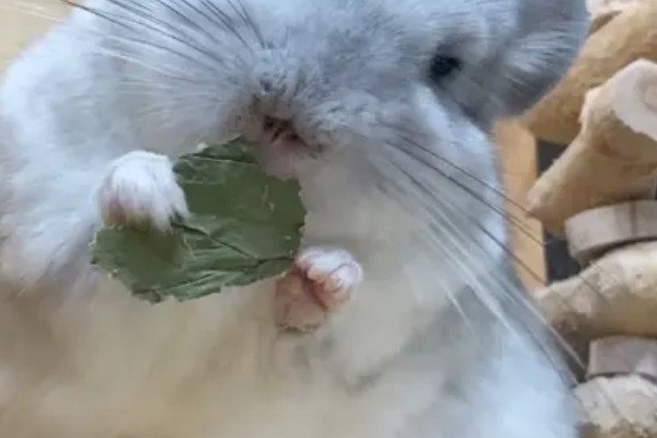 挑选龙猫的参考标准，建议选购4-6个月龄的