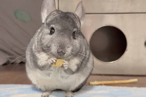 挑选龙猫的参考标准，建议选购4-6个月龄的