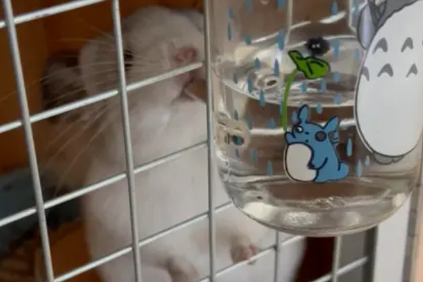 挑选龙猫的参考标准，建议选购4-6个月龄的