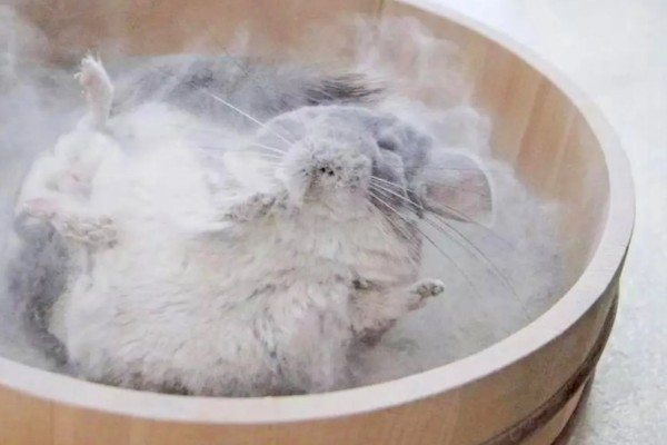 挑选龙猫的参考标准，建议选购4-6个月龄的