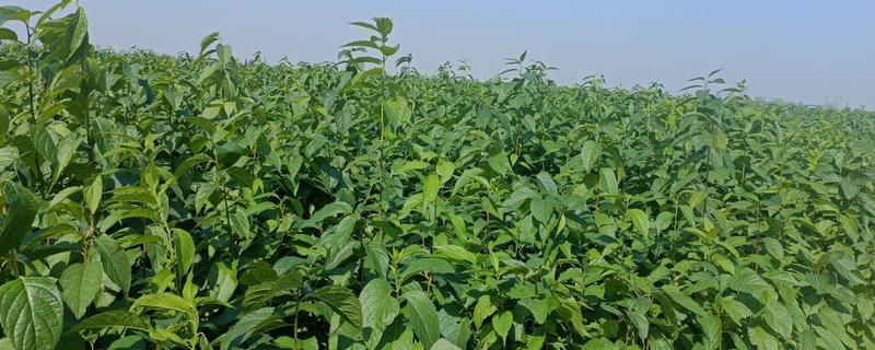 杜仲如何种植,夏季要做好降温遮阴工作