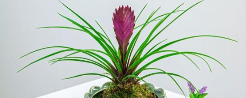 铁兰能不能养在室内,植株无毒可以在家养殖