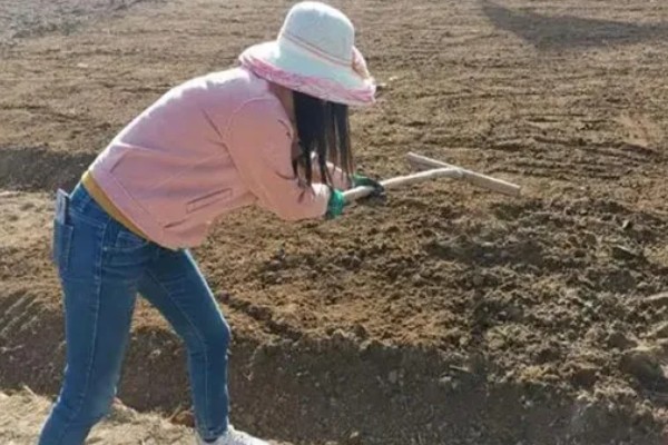 种植蒜瓣要不要剥皮，剥皮后会导致发芽率下降