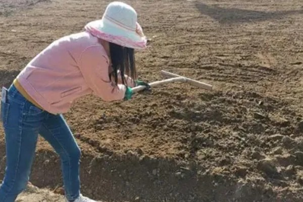 杜仲如何种植,夏季要做好降温遮阴工作