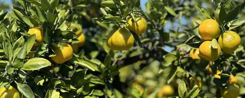 柑桔疮痂病的危害大吗，主要为害新梢、嫩叶、花萼等