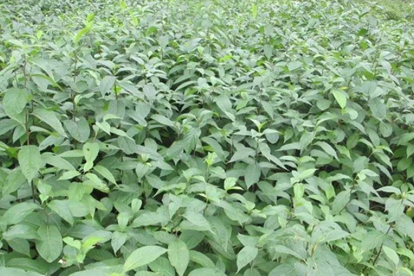 杜仲如何种植,夏季要做好降温遮阴工作