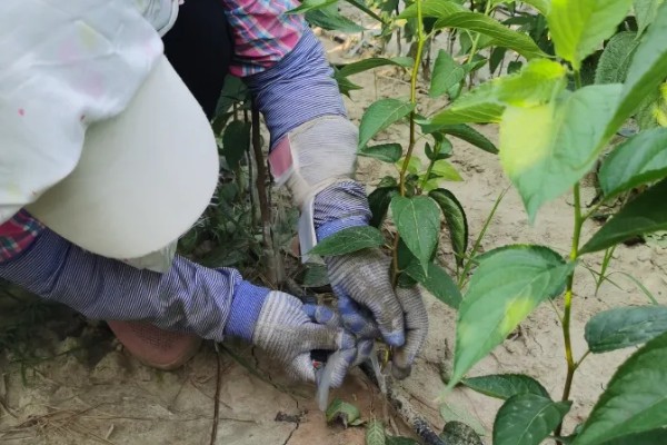 杜仲如何种植,夏季要做好降温遮阴工作
