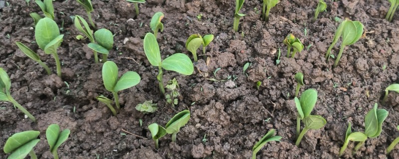 西瓜怎么育苗，浸种催芽后再栽植