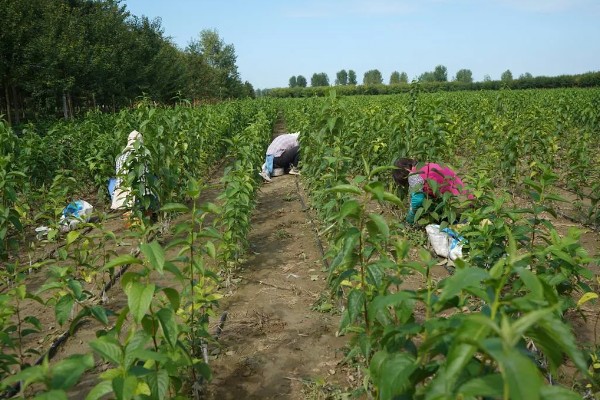 杜仲如何种植,夏季要做好降温遮阴工作