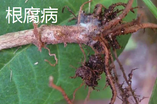 杜仲如何种植,夏季要做好降温遮阴工作