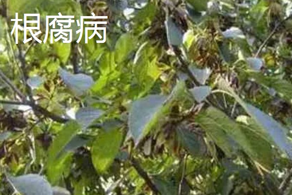 杜仲如何种植,夏季要做好降温遮阴工作