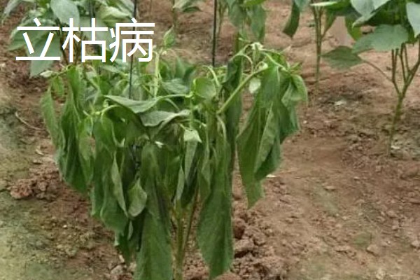 杜仲如何种植,夏季要做好降温遮阴工作