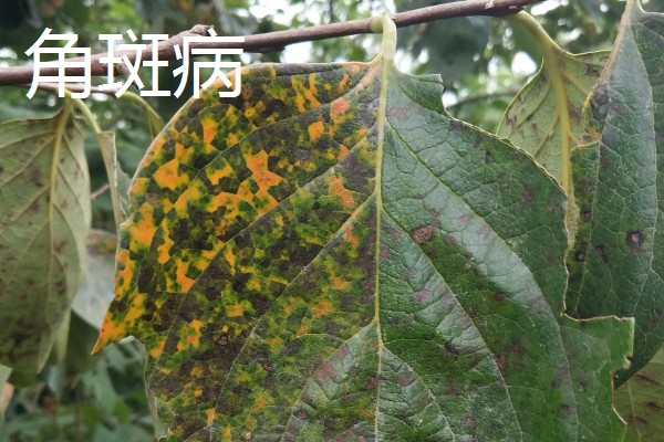 杜仲如何种植,夏季要做好降温遮阴工作