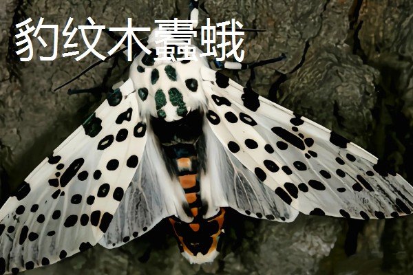 杜仲如何种植,夏季要做好降温遮阴工作