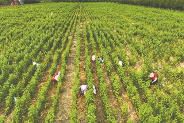 杜仲如何种植,夏季要做好降温遮阴工作