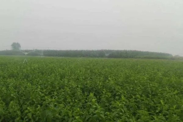 杜仲如何种植,夏季要做好降温遮阴工作