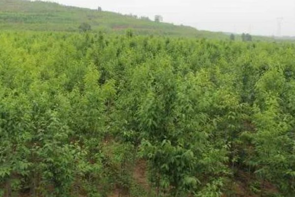杜仲如何种植,夏季要做好降温遮阴工作
