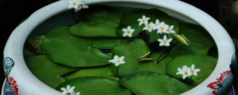 金银莲花的种植方法，浸种催芽后再栽入培养基中