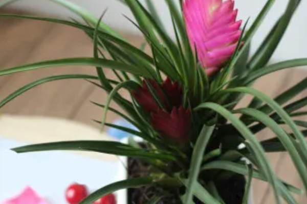 铁兰能不能养在室内，植株无毒可以在家养殖