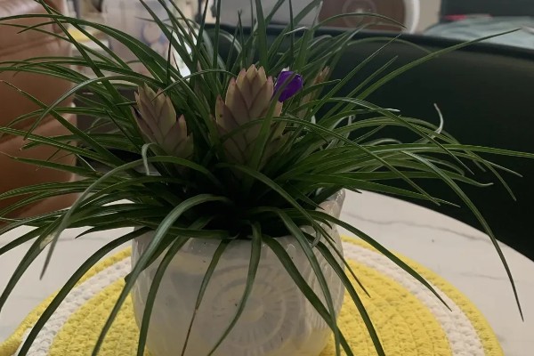 铁兰能不能养在室内，植株无毒可以在家养殖