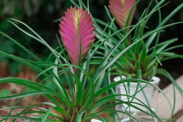 铁兰能不能养在室内，植株无毒可以在家养殖