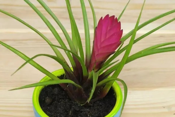 铁兰能不能养在室内，植株无毒可以在家养殖