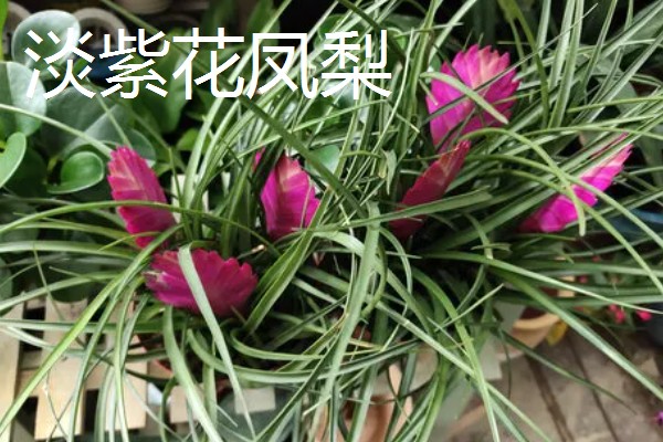 铁兰能不能养在室内，植株无毒可以在家养殖