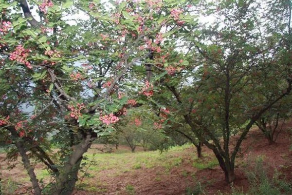 花椒树的发芽时间，3-5月份发芽