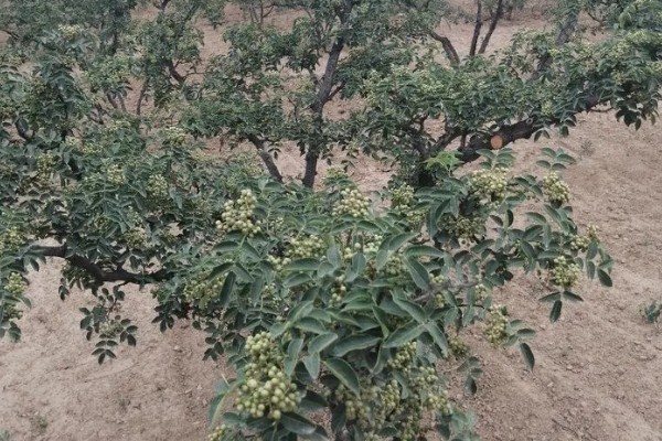 花椒树的发芽时间，3-5月份发芽